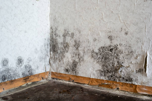 Certified Mold Removal in Brainerd, MN